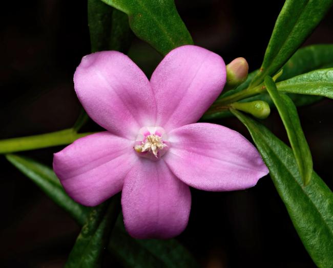 Crowea saligna (willow-leaved crowea) (alternate view 10)