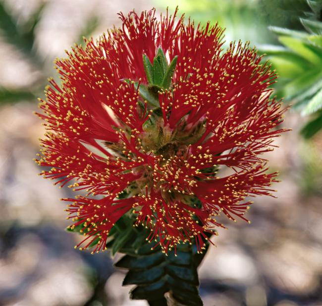 Melaleuca velutina (alternate view 5)
