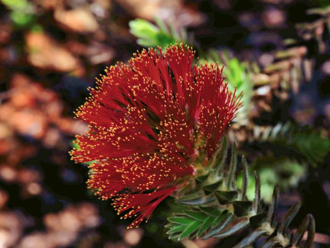 Melaleuca velutina (alternate view 4)