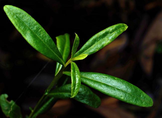 Crowea saligna (willow-leaved crowea) (alternate view 13)