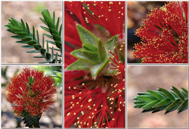 Melaleuca velutina