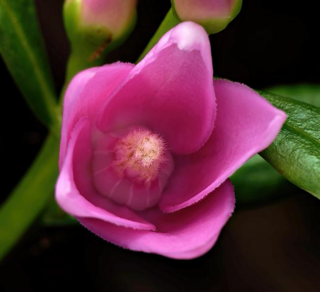 Crowea saligna (willow-leaved crowea) (alternate view 12)