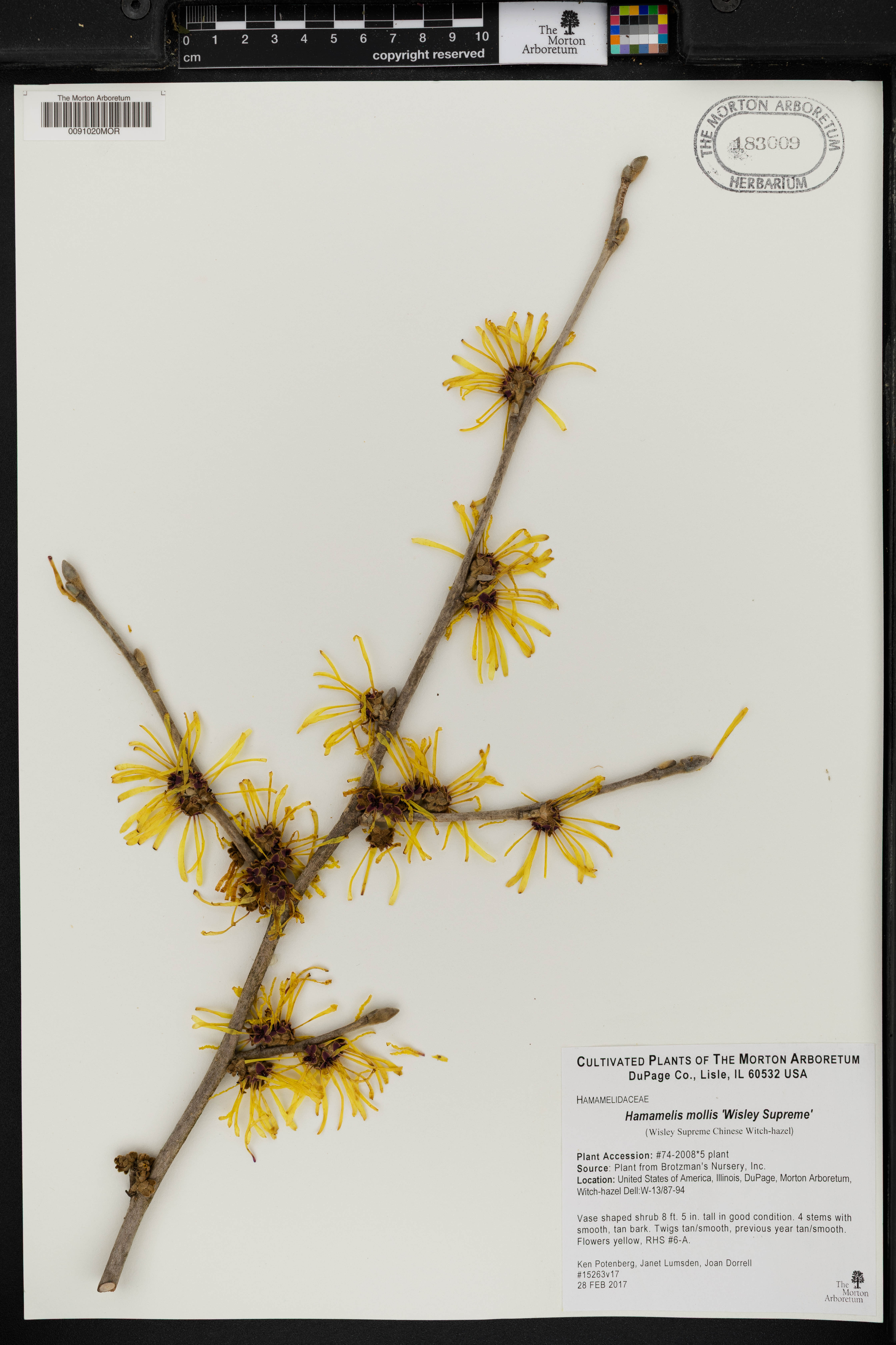 Hamamelis mollis (Chinese witch hazel) (alternate view 14)