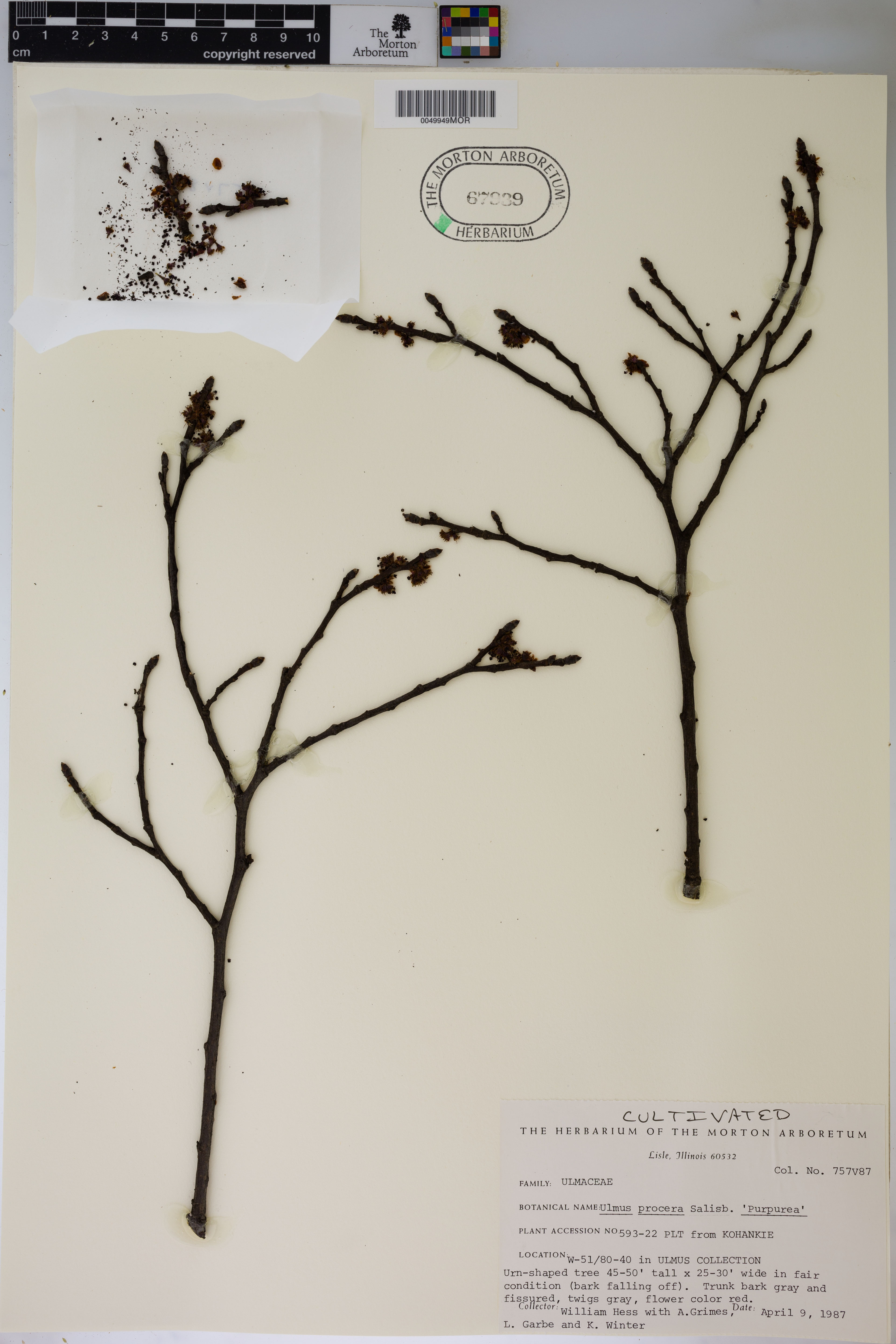 Ulmus procera (English elm) (alternate view 6)