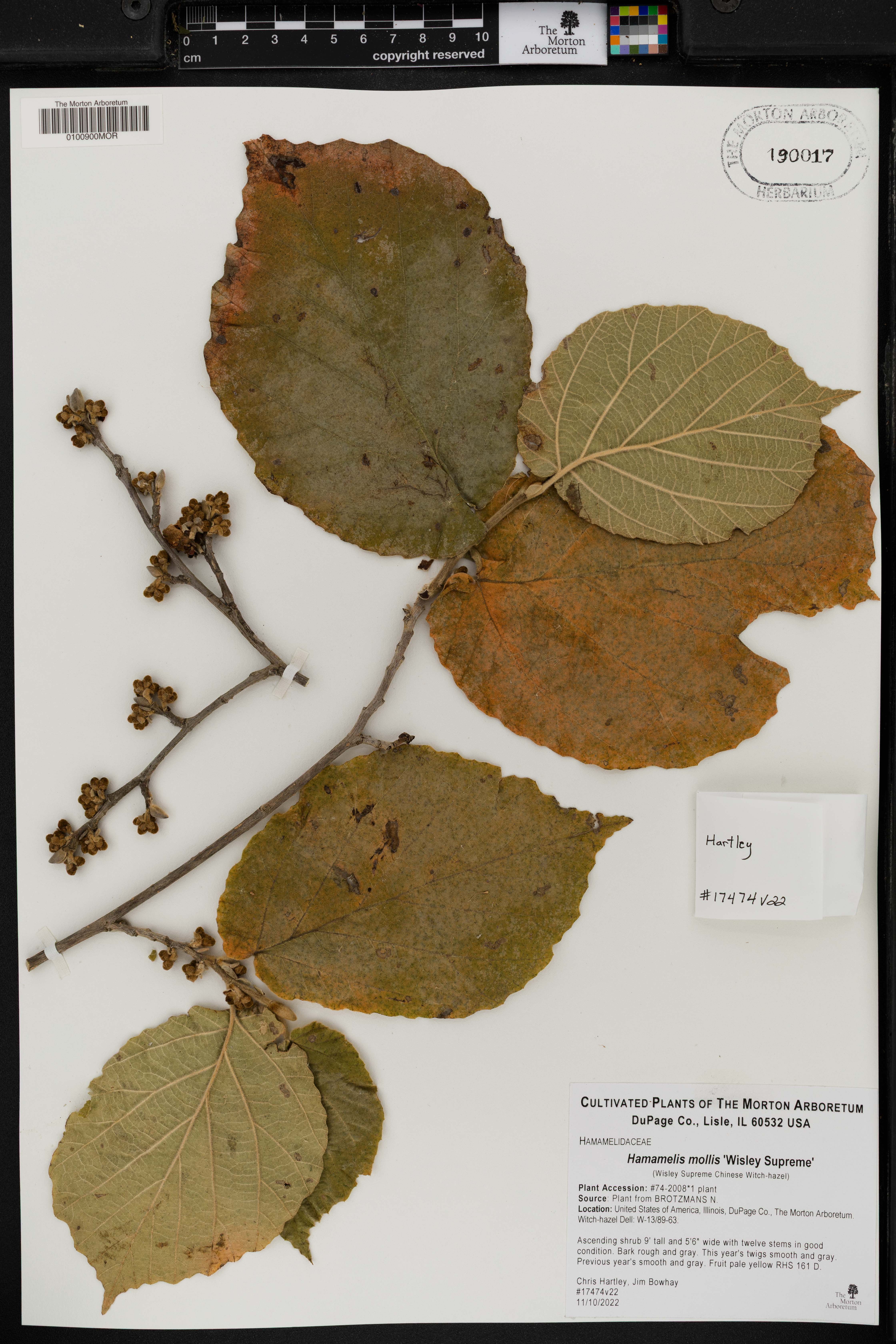 Hamamelis mollis (Chinese witch hazel) (alternate view 12)