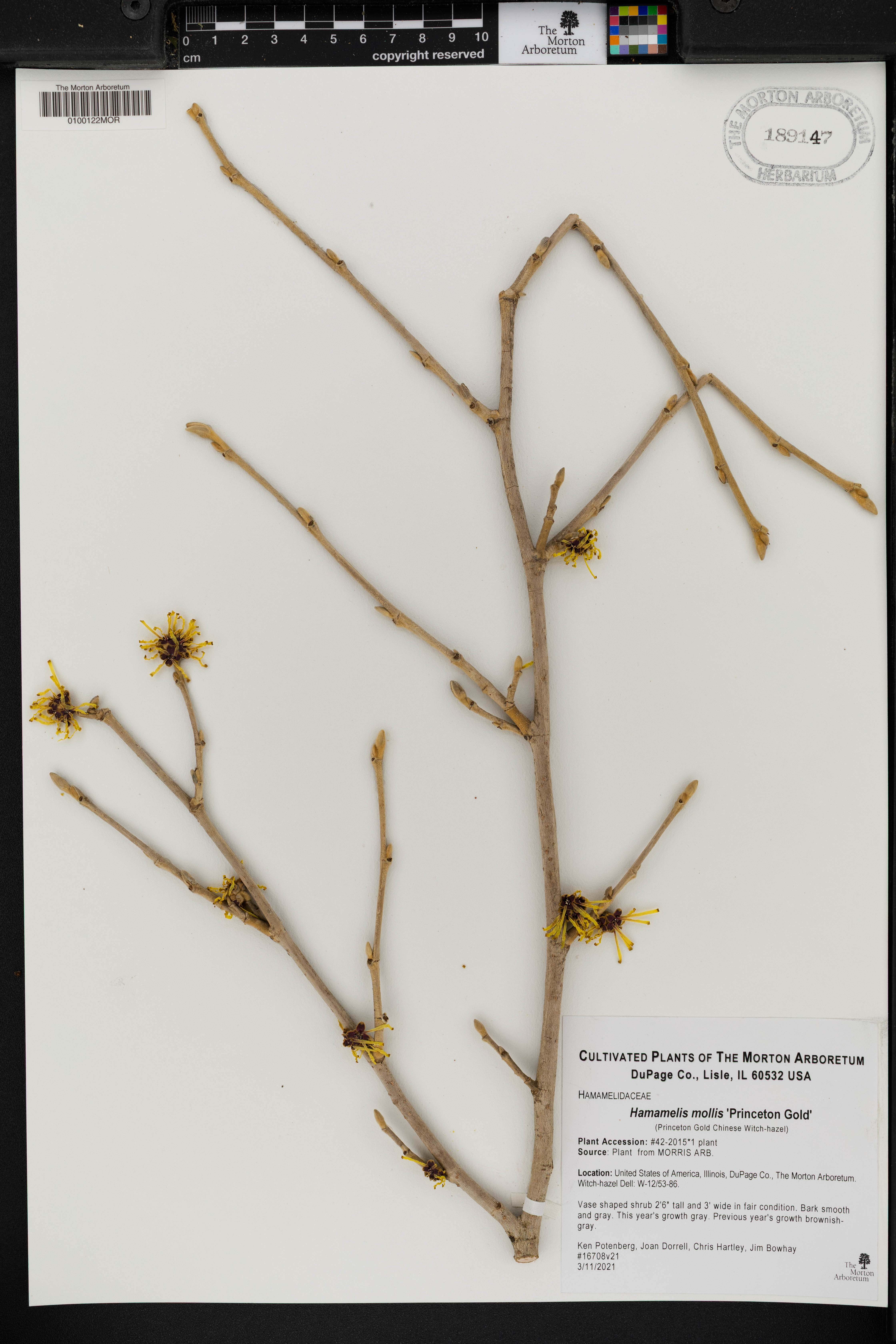 Hamamelis mollis (Chinese witch hazel) (alternate view 13)