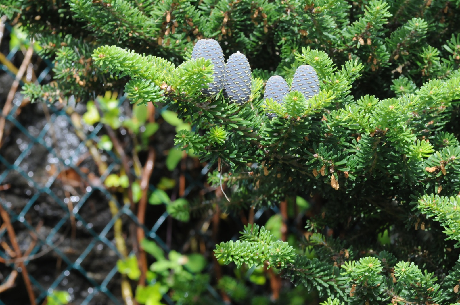Abies koreana (Korean fir) (alternate view 13)