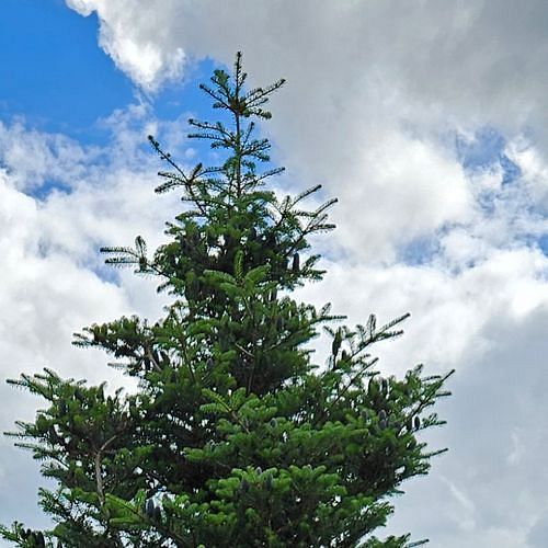 Abies koreana (Korean fir) (alternate view 11)