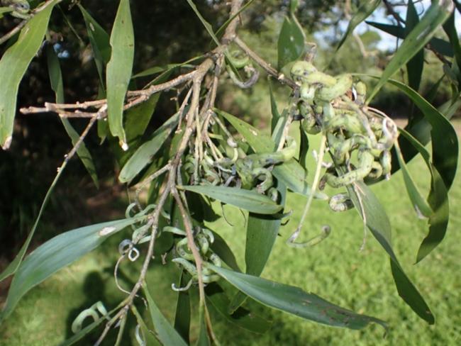 Acacia maidenii (Maiden's Wattle) (alternate view 11)