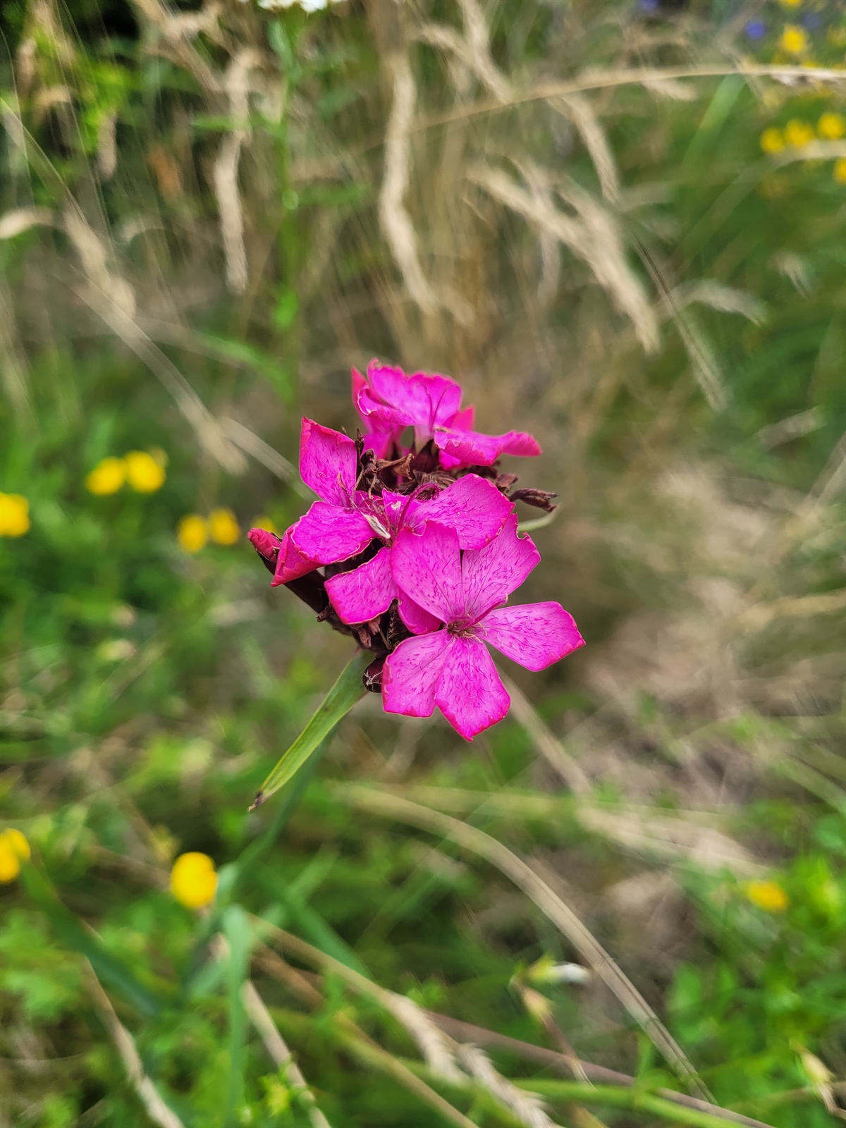 Dianthus cruentus