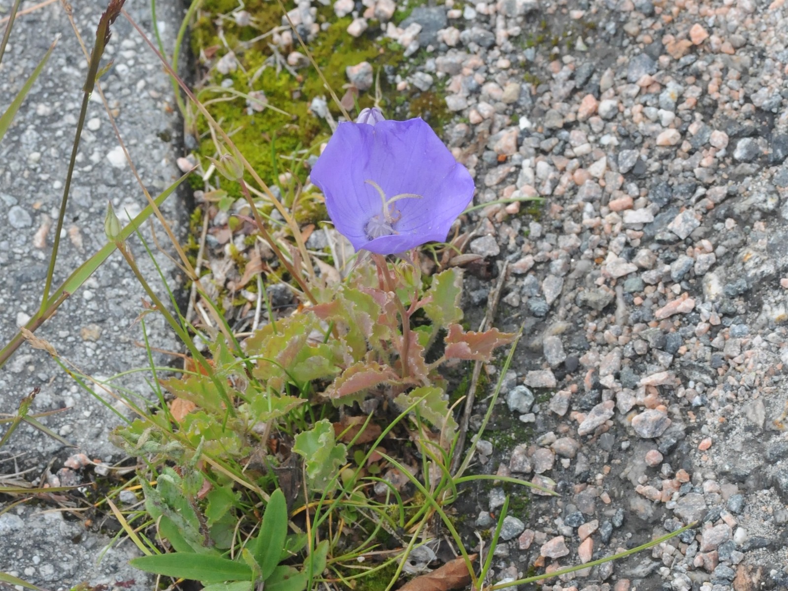 Campanula carpatica (bellflower) (alternate view 11)