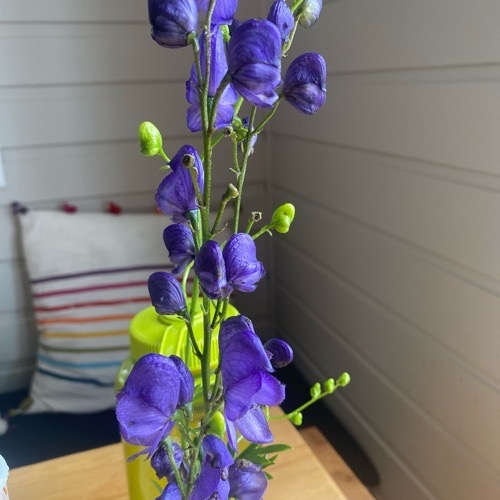 Aconitum bicolor (Bicolor Monkshood) (alternate view 2)