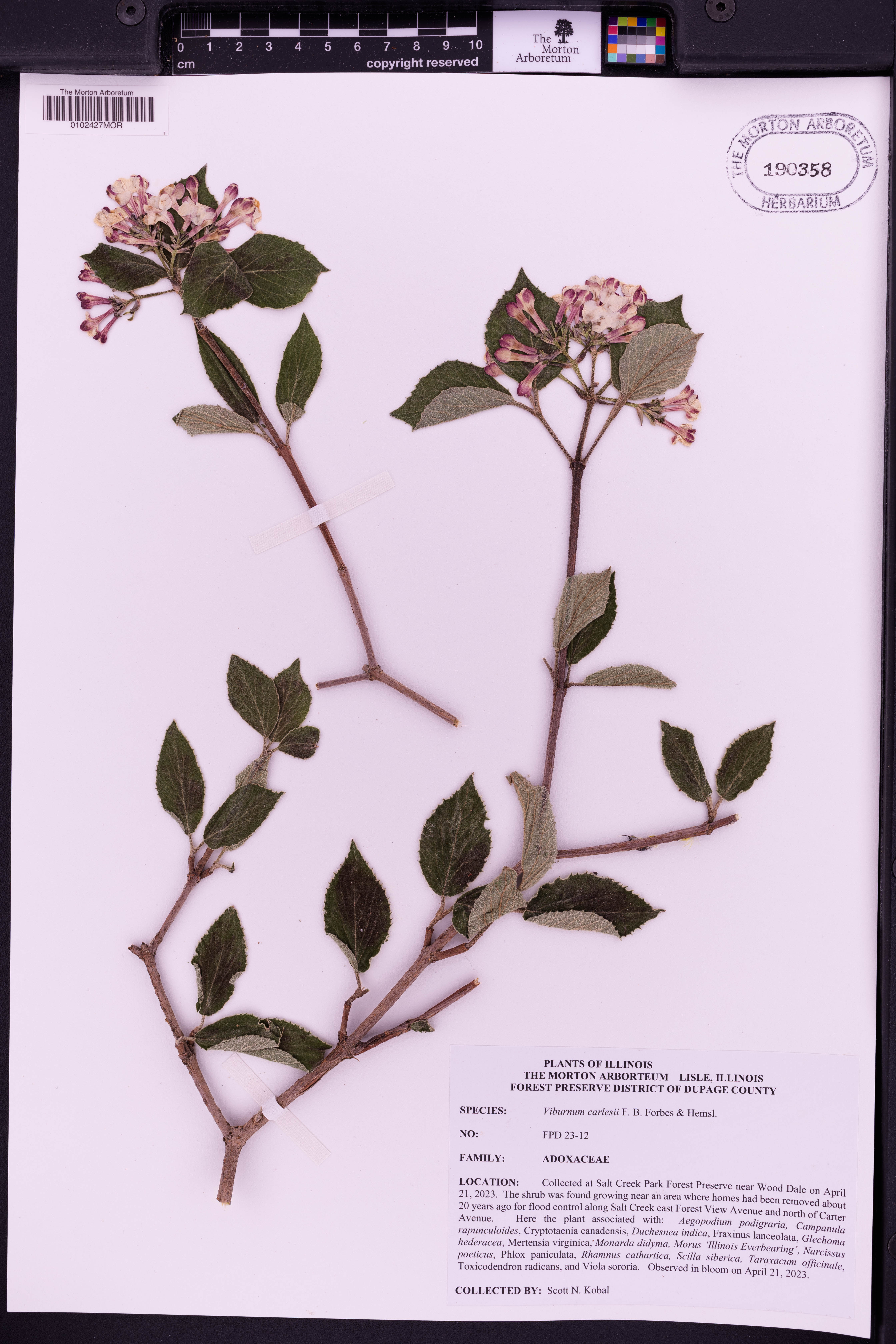 Viburnum carlesii (Korean spice viburnum) (alternate view 10)