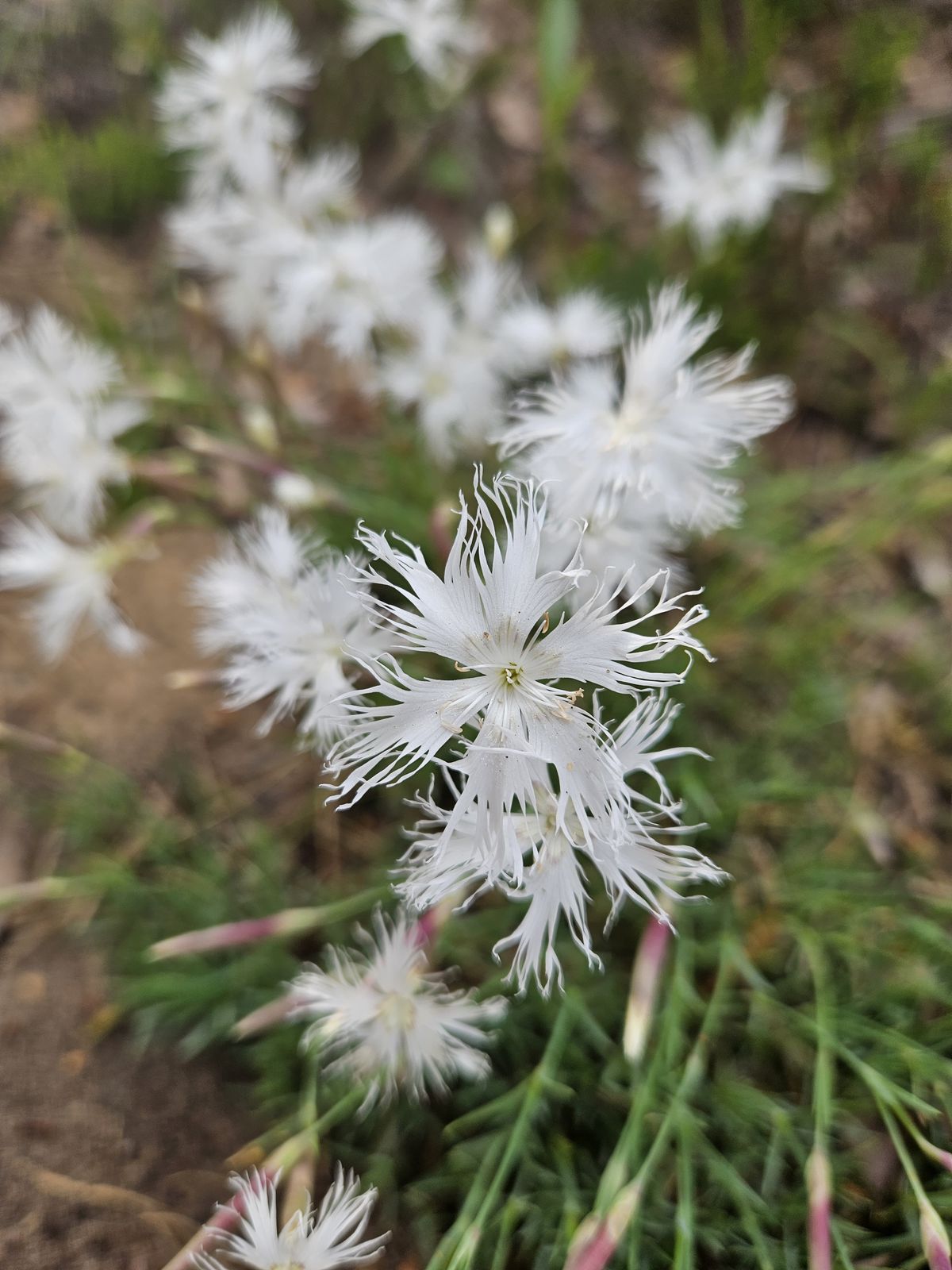 Dianthus arenarius (sand pink) (alternate view 11)