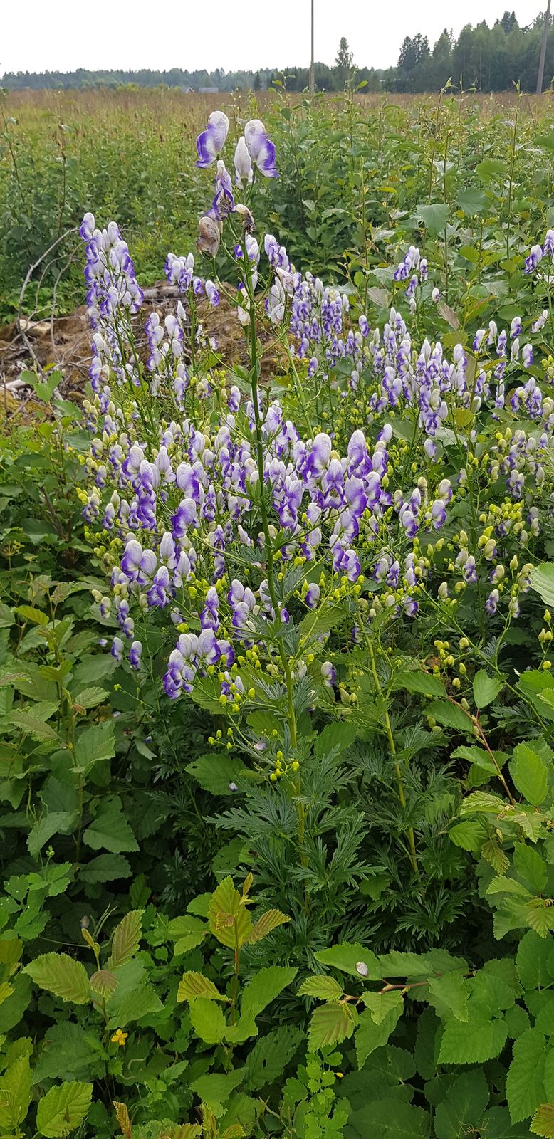 Aconitum bicolor (Bicolor Monkshood) (alternate view 3)