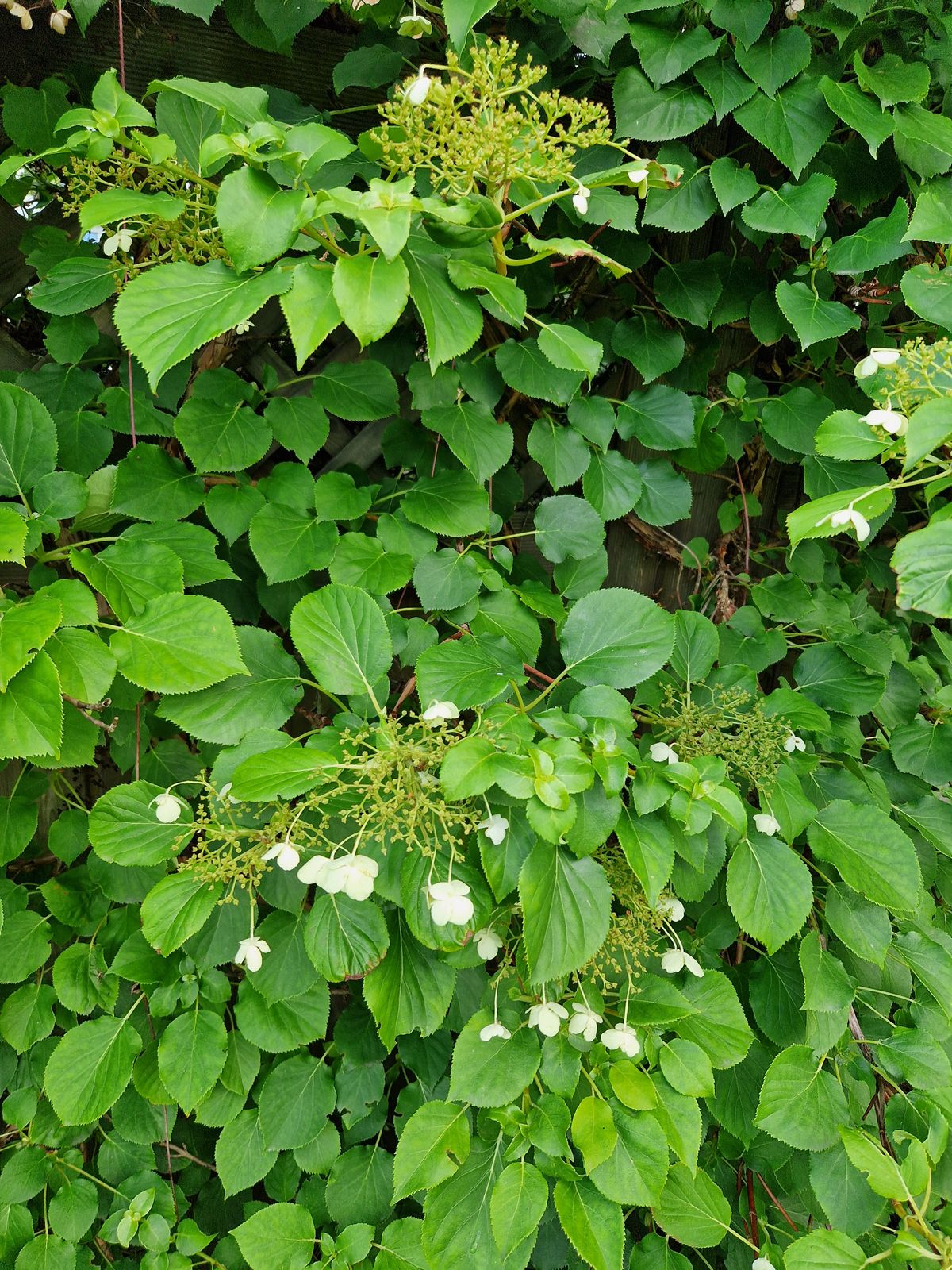 Schizophragma hydrangeoides (Japanese Climbing Hydrangea) (alternate view 6)