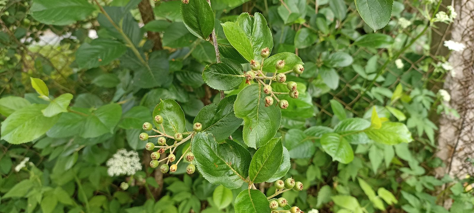 Aronia × prunifolia (purple chokeberry) (alternate view 2)