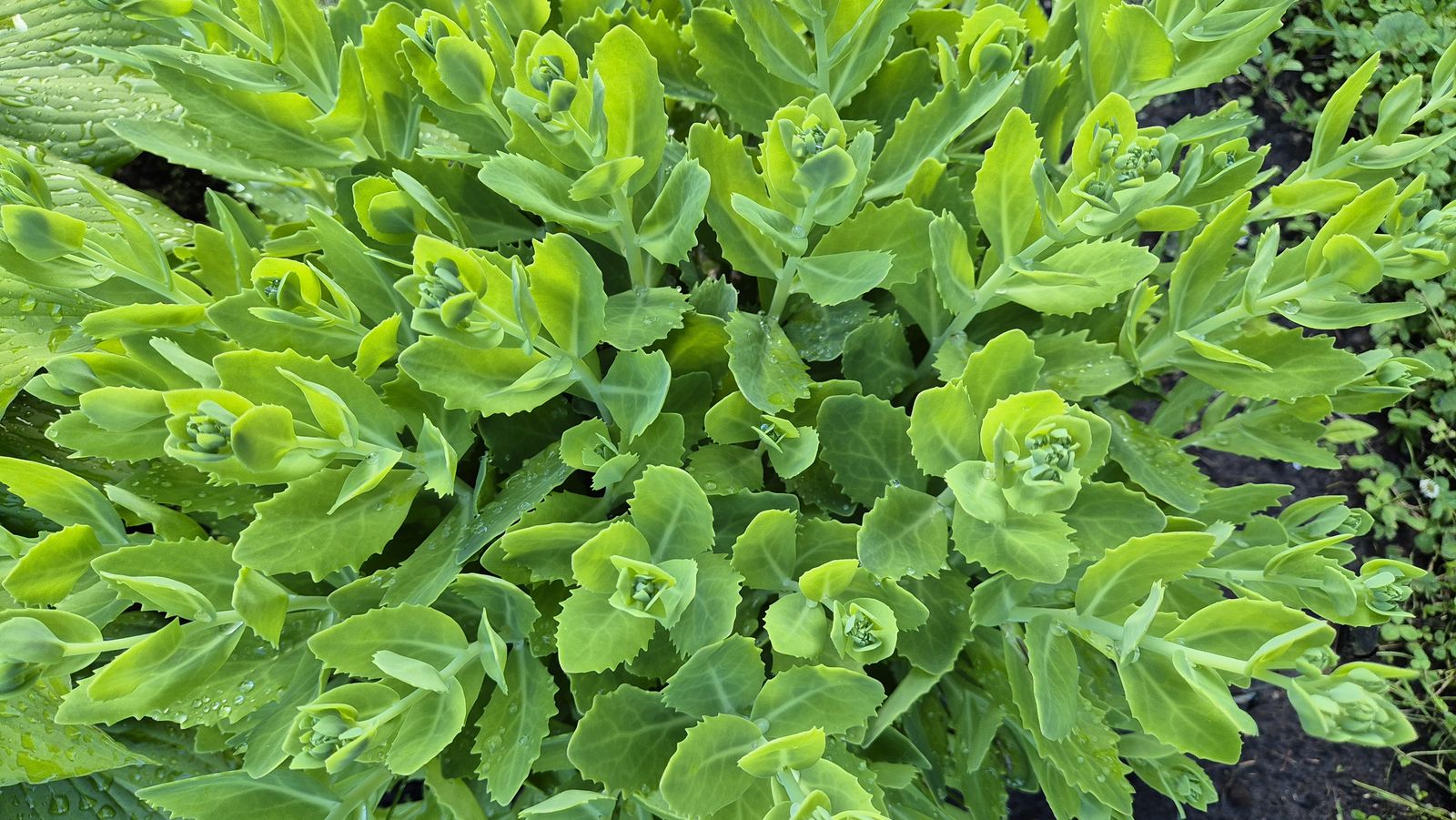 Sedum spectabile (sedum)