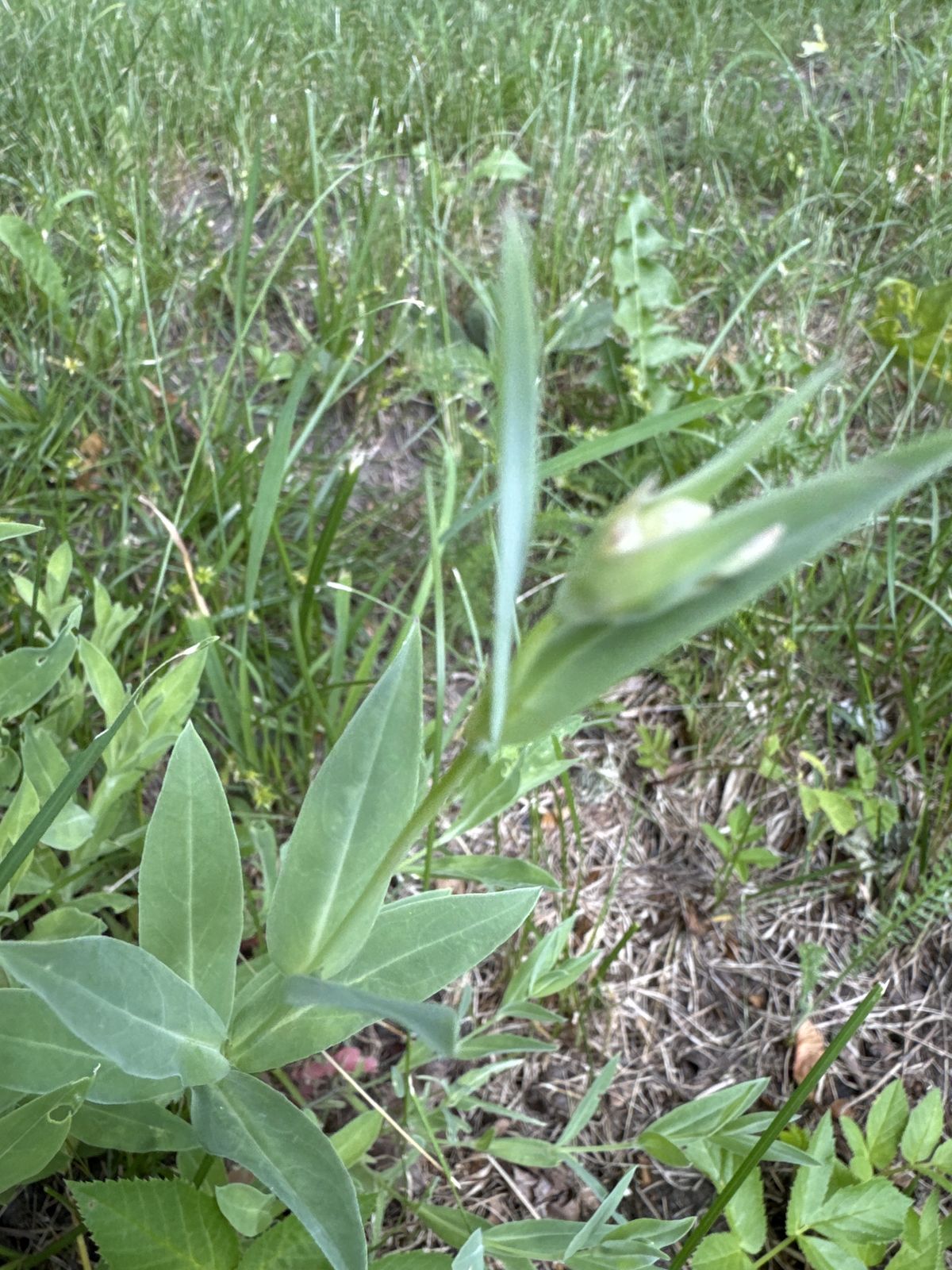 Silene inflata (bladder campion) (alternate view 3)
