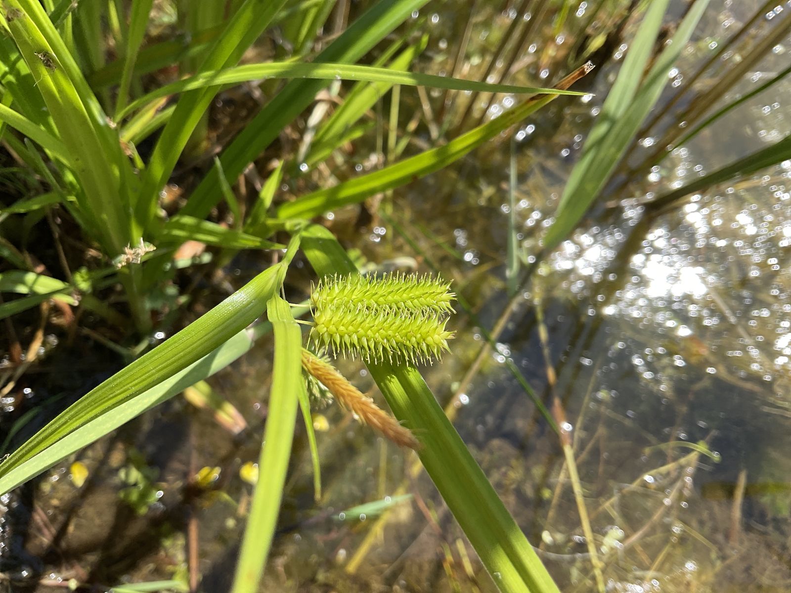 Carex comans (Hair Sedge) (alternate view 7)