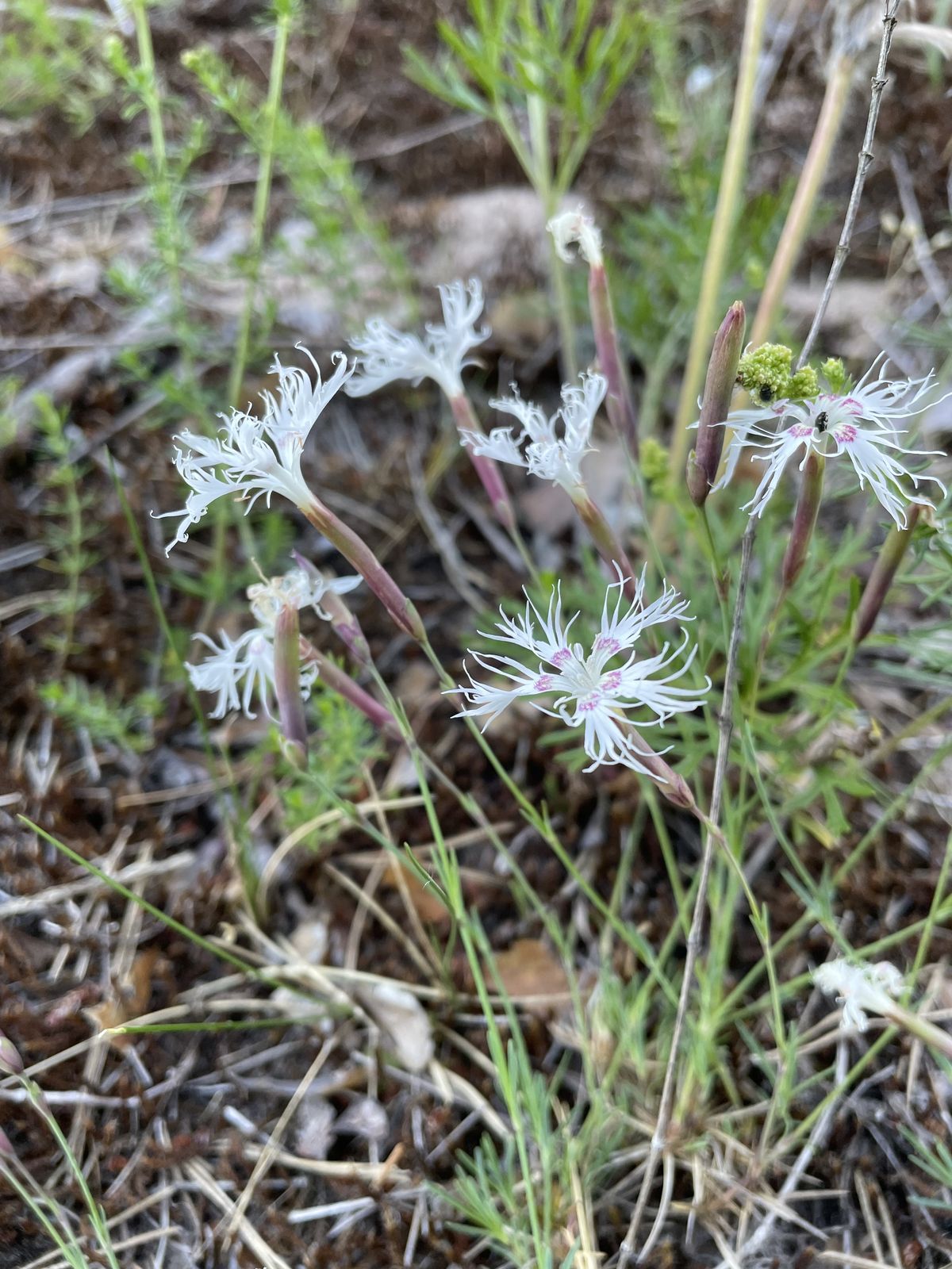 Dianthus arenarius (sand pink) (alternate view 12)