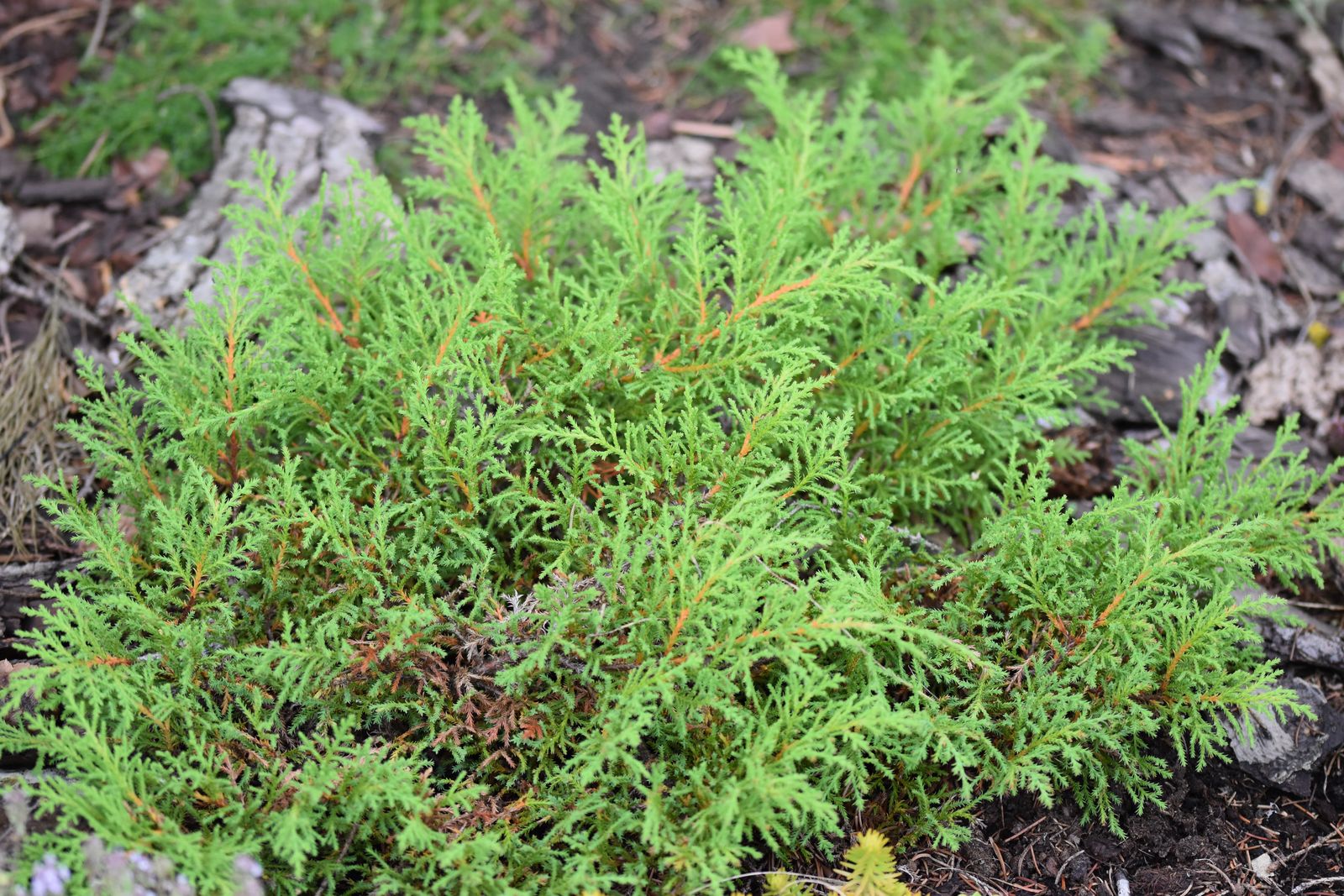 Microbiota decussata (Russian Cypress) (alternate view 9)