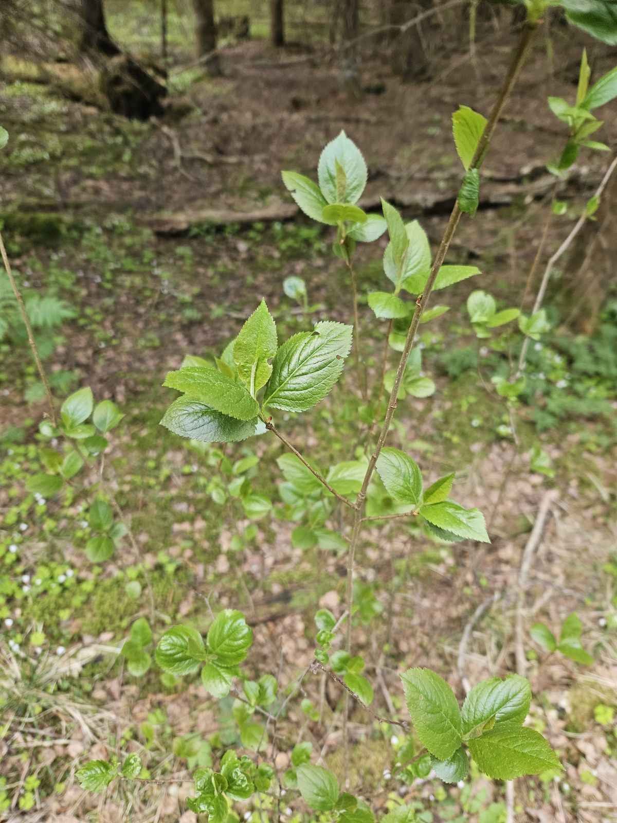 Aronia × prunifolia (purple chokeberry)