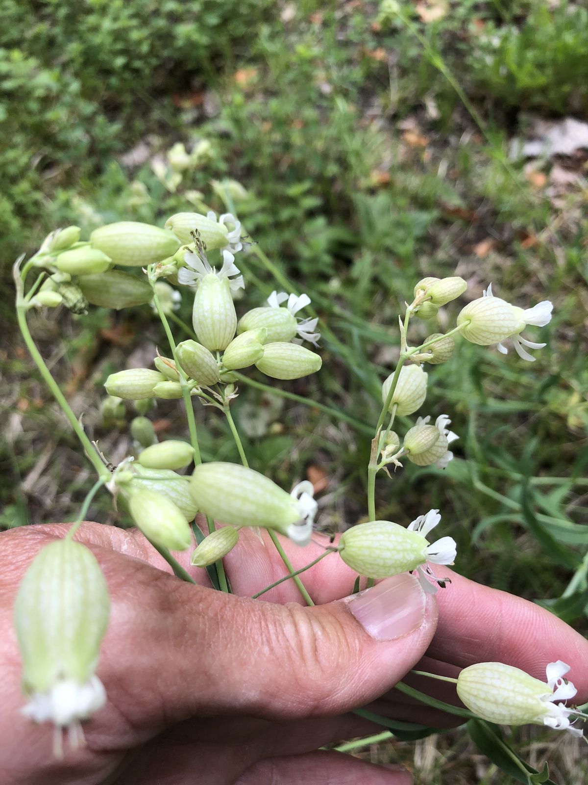 Silene inflata (bladder campion) (alternate view 4)