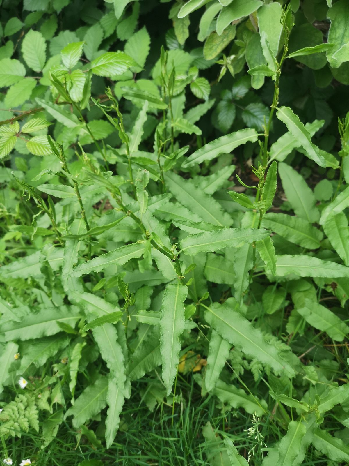 Rumex cristatus (Greek Dock) (alternate view 8)