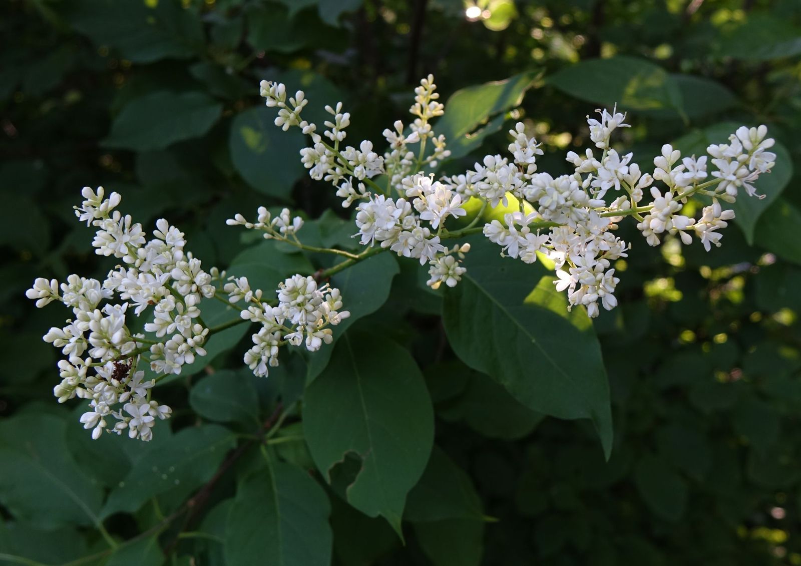 Syringa reticulata (Japanese Tree Lilac) (alternate view 10)