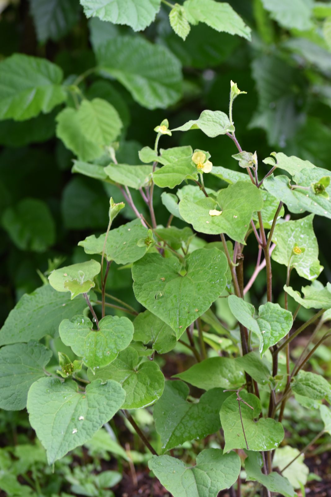 Saruma henryi (upright wild ginger) (alternate view 11)