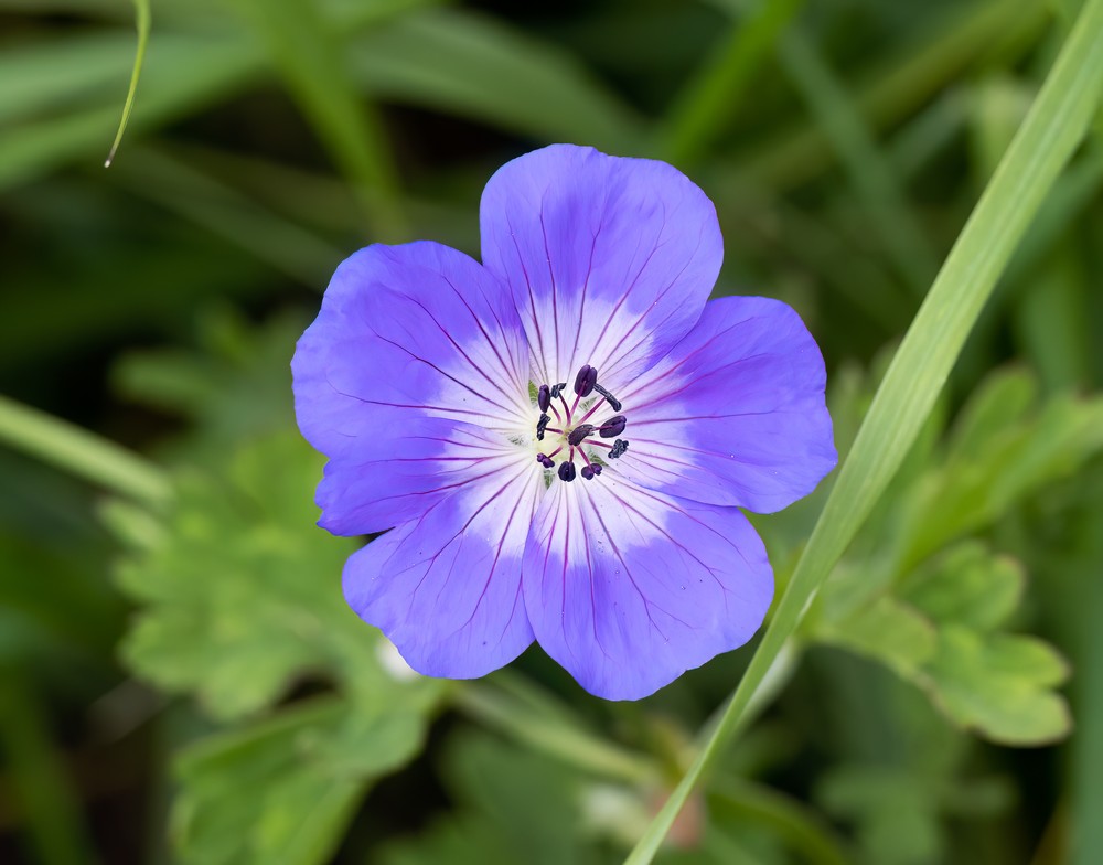 Geranium wallichianum (Purple-vein geranium) (alternate view 13)