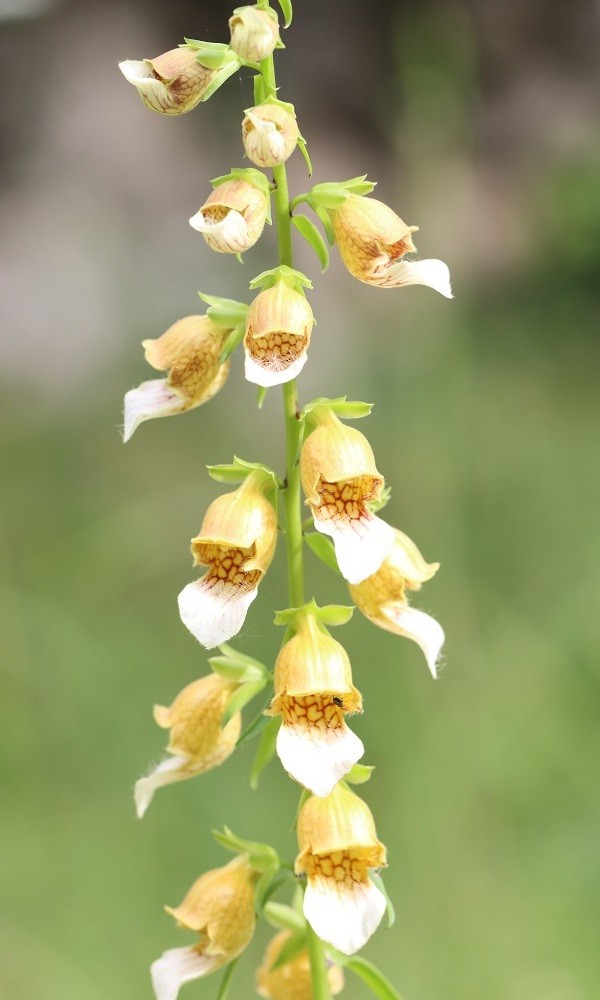 Digitalis laevigata (Grecian Foxglove) (alternate view 11)