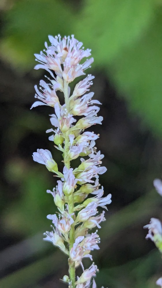 Astilbe (false goat's beards)