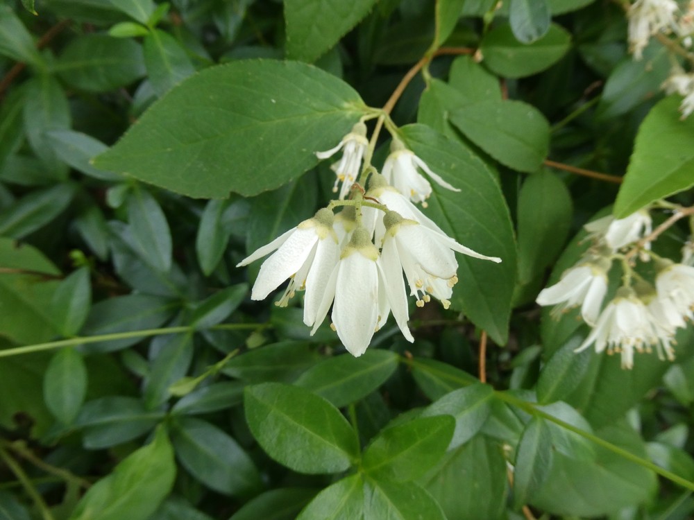 Deutzia gracilis (slender deutzia) (alternate view 2)