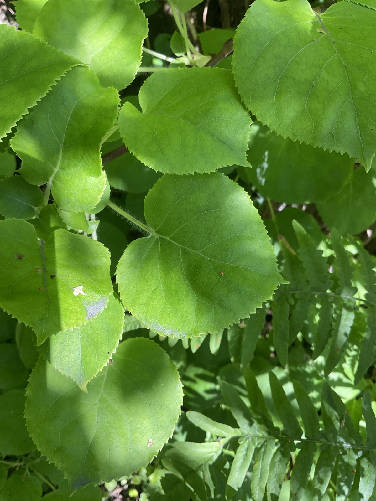 Hydrangea petiolaris (climbing hydrangea) (alternate view 9)