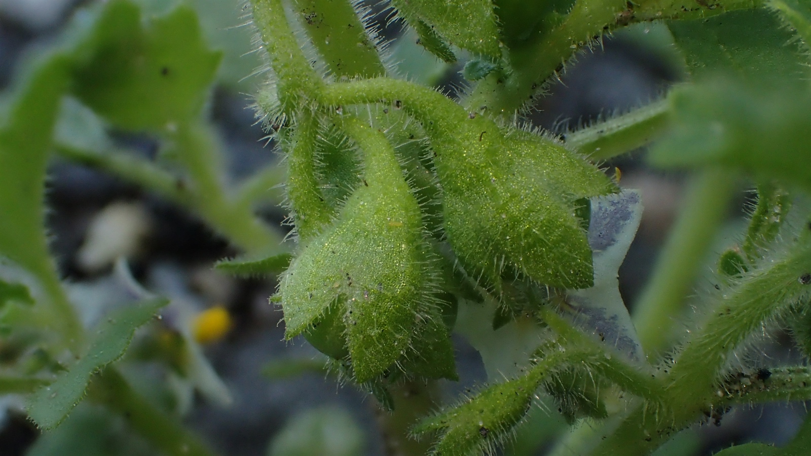 Solanum physalifolium (hairy nightshade) (alternate view 11)