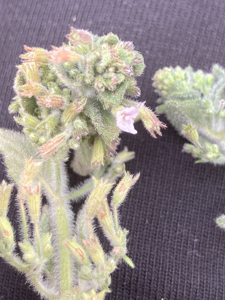 Calamintha nepeta ssp. nepeta (calamint)