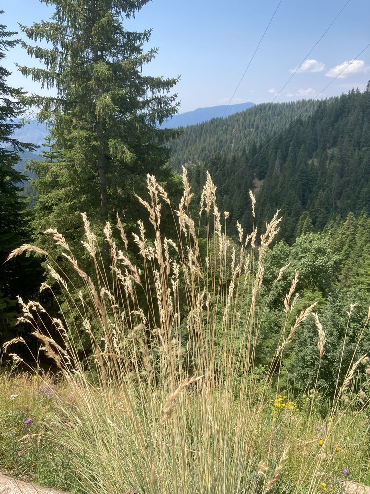 Helictotrichon sempervirens (blue oat grass)
