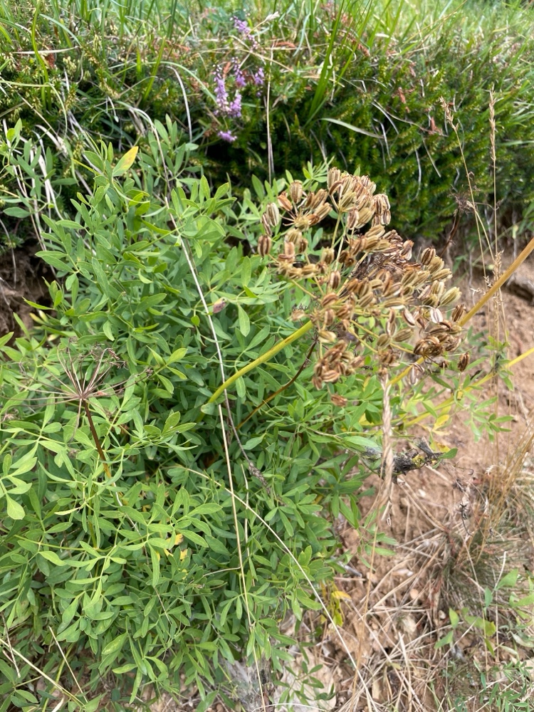 Laserpitium siler (alternate view 2)
