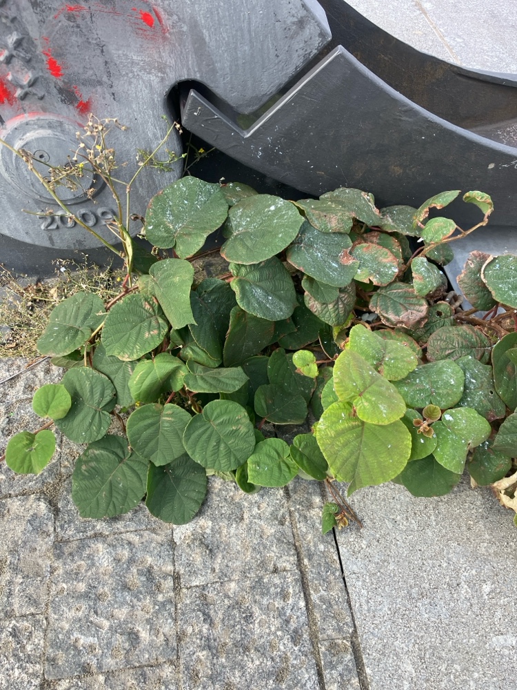 Actinidia deliciosa (kiwi) (alternate view 3)