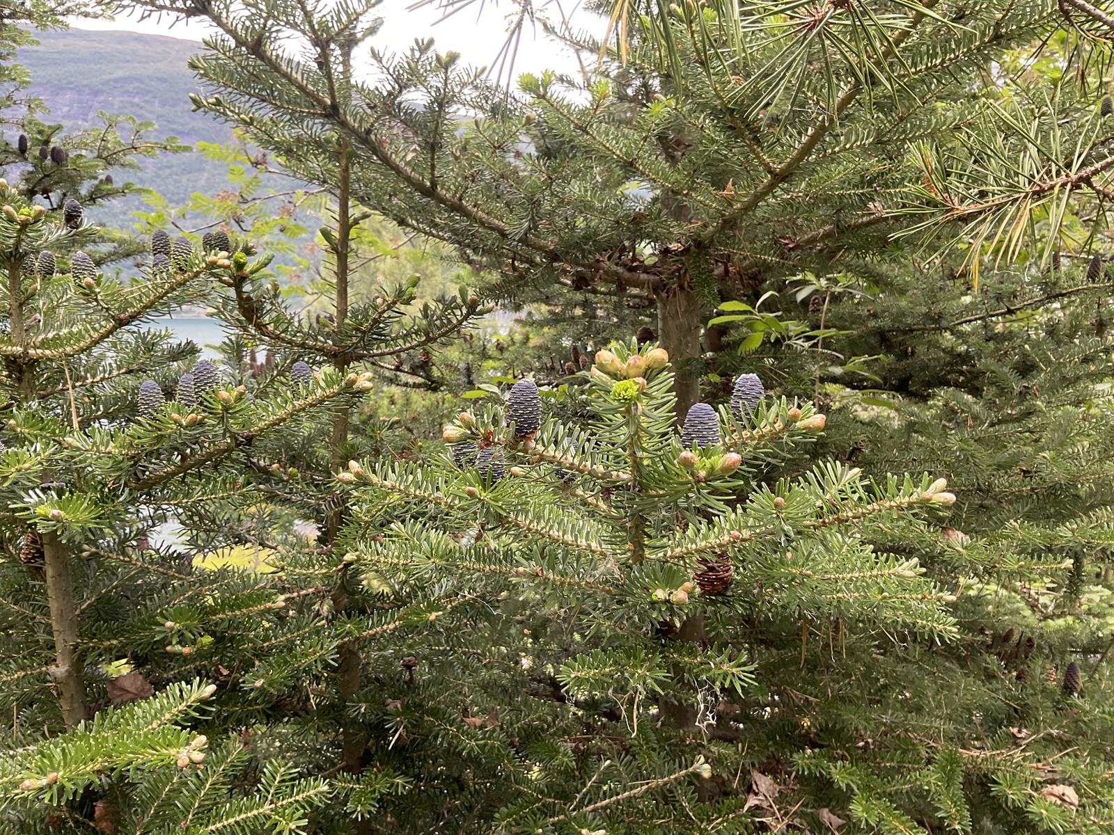 Abies koreana (Korean fir) (alternate view 14)