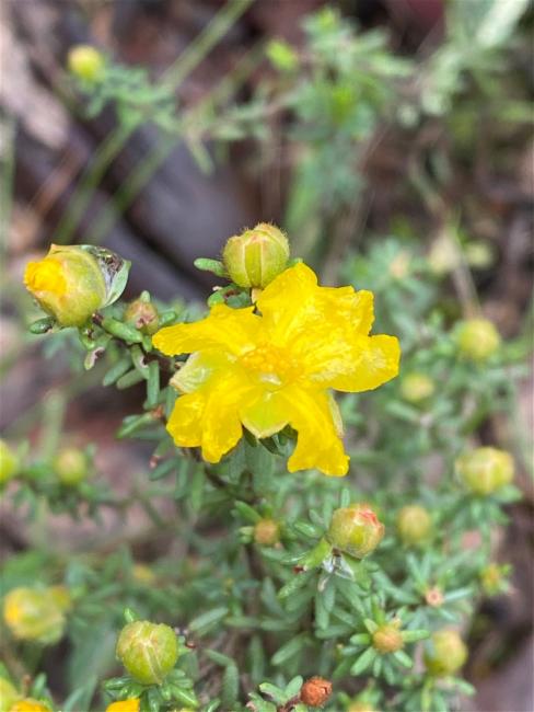 Hibbertia riparia (Erect Guinea-flower) (alternate view 10)
