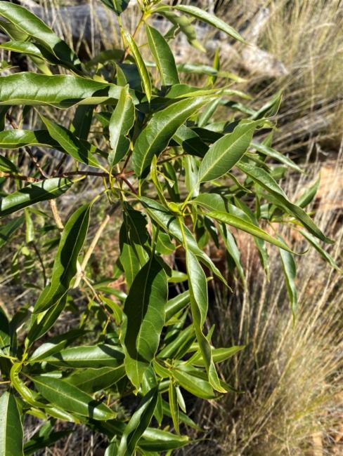 Alstonia constricta (Bitterbark) (alternate view 10)
