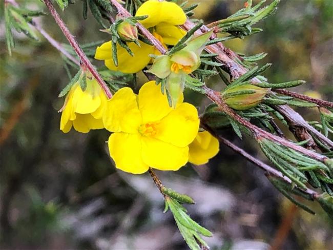 Hibbertia virgata (Twiggy Guinea-flower) (alternate view 11)