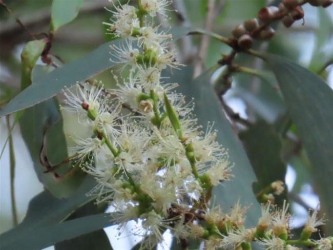 Melaleuca leucadendra (Weeping Paperbark) (alternate view 10)