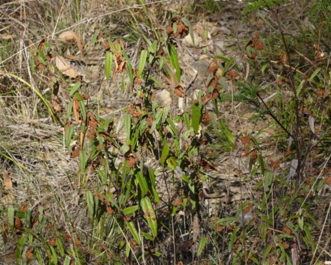 Lasiopetalum ferrugineum (Rusty Petals) (alternate view 10)