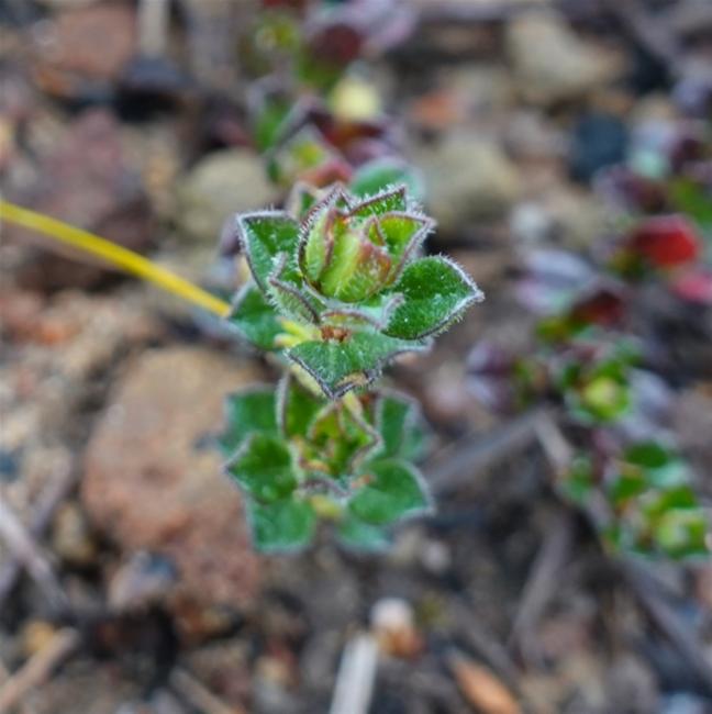 Phyllanthus hirtellus (Thyme Spurge) (alternate view 11)