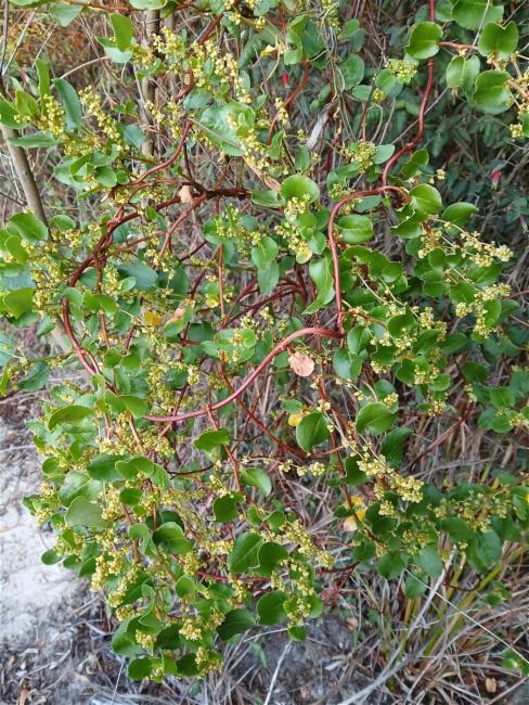 Muehlenbeckia adpressa (Climbing Lignum) (alternate view 9)
