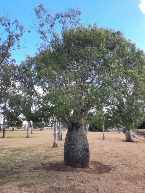 Brachychiton rupestris (Queensland Bottle Tree) (alternate view 12)